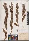 Foto von Salix cinerea L.